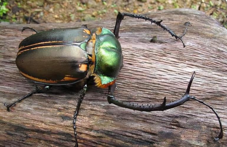 成都小朋友发现一只大甲虫父母查询后为何报警真是价值20万