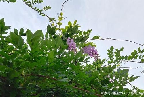 青藤绿荫紫花开,风吹过后,人闻起来