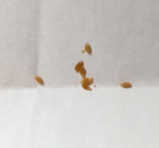 姐妹们这个可能是猫带的虫卵吗?