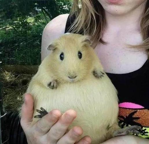 世界上最圆的10种动物网友简直萌出血了