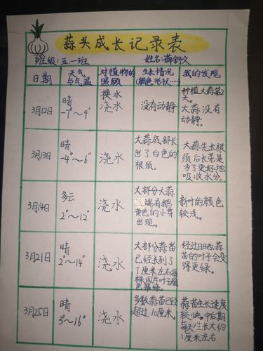 细心观察大蒜并坚持做观察记录.