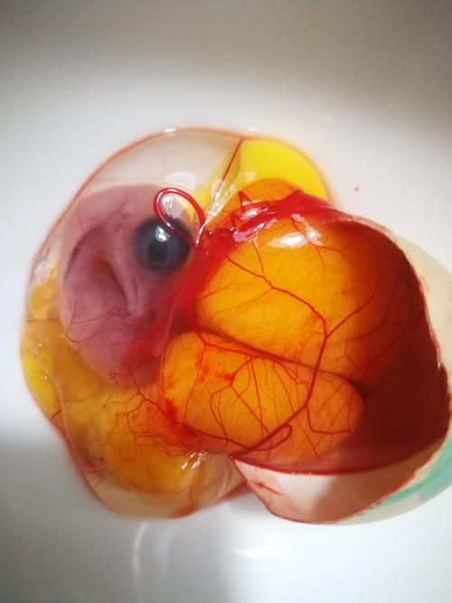 小鸡孵化实验(漫长的21天)