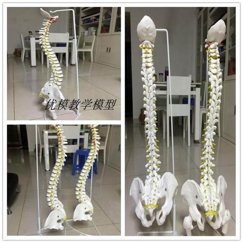 人体脊柱模型80cm成人1:1比例自然大脊椎模型带颈椎胸椎尾椎盆骨