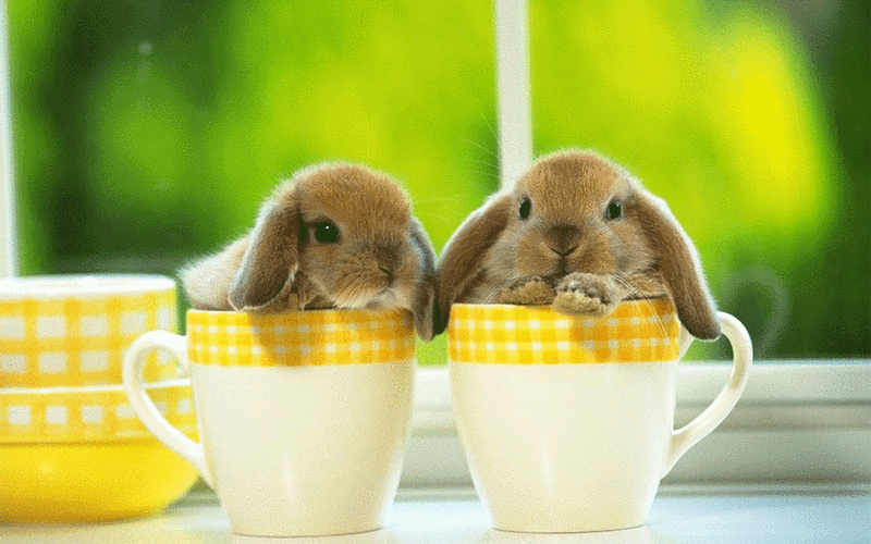 可爱卡通小动物动态壁纸