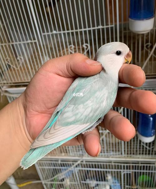 牡丹鹦鹉40多种日常常见疾病治疗!十三_鹦鹉_牡丹_运动_宠物_宠物其他