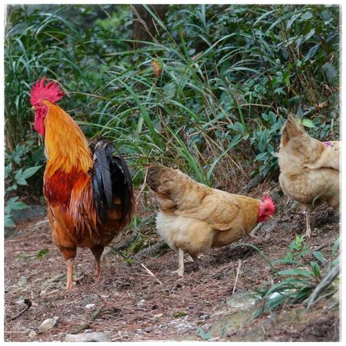 农家小公鸡换出亮羽之际   便是阉鸡手艺人活跃于农村或市集的时候