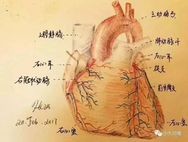 不久,便想尝试彩铅画, 买来一盒红辉, 就这样,为器官涂上了颜色.