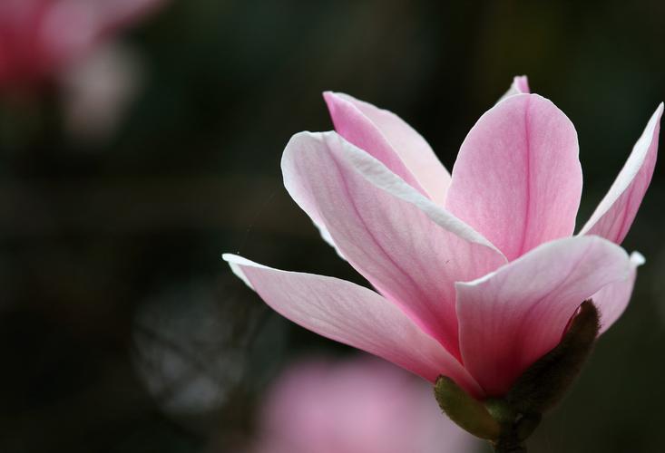 春天的故事 玉兰花