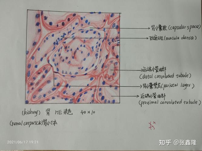 组胚红蓝铅笔绘图31