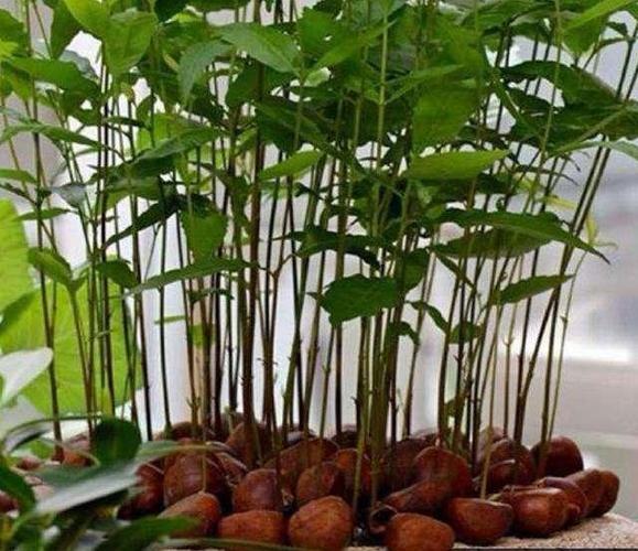 板栗也能做成盆栽用上这办法分分钟变身青葱小森林