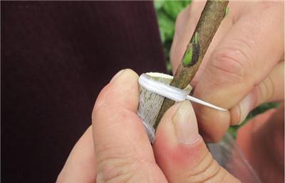 介绍一下石榴的嫁接方法