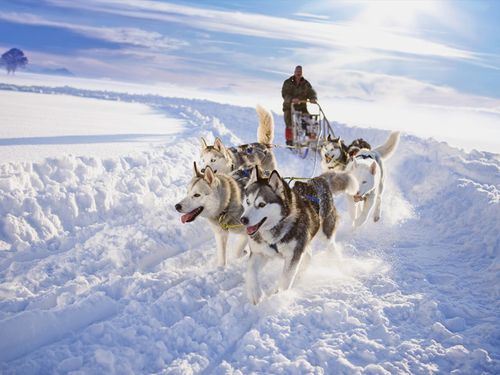 安大略省狗拉雪橇 (dog sledding)_7152_10003