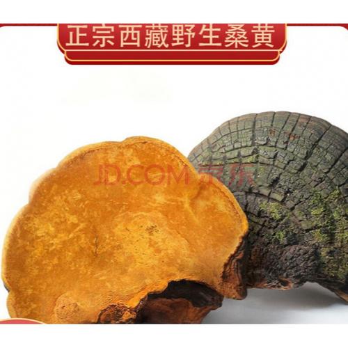 杞里香 桑黄500g灵芝西藏自治区桑树桑黄