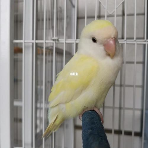 奶奶的日本桃_日本_鹦鹉_牡丹_牡丹鹦鹉_宠物_宠物其他