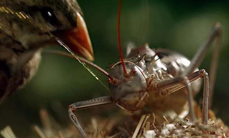 但披甲蟋蟀有个绝招:喷射毒液反击,一般来说喷毒确实可以阻止类似