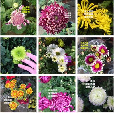 【菊花 带盆图片】_菊花 带盆图片大全_淘宝网精选