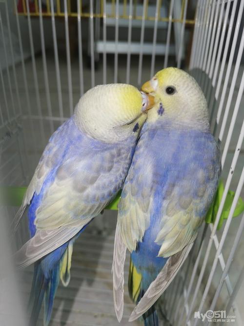 特色虎皮鹦鹉出售