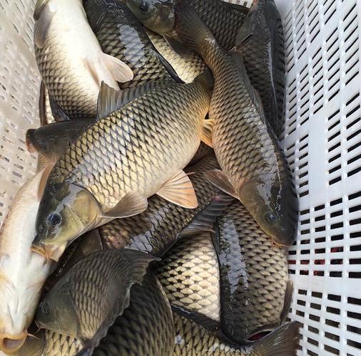 专业供应新鲜淡水活鱼生态养殖淡水鱼鲤鱼 肥美鲜嫩鲤鱼 市场价