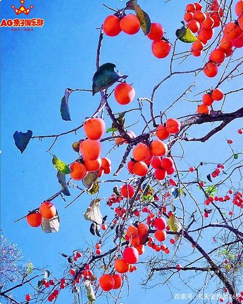 摘火红柿子,赏最美稻田