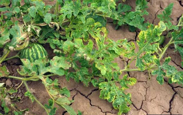 史上最全西瓜病害(高清图谱)