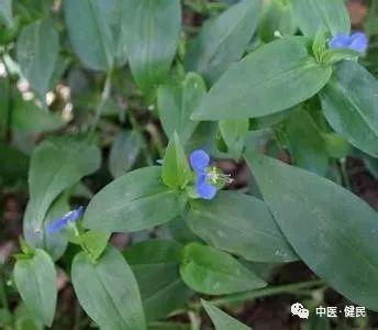 【中药传奇】鸭跖草