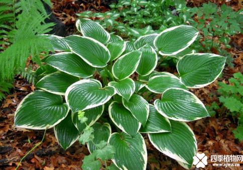 玉簪花的品种简介