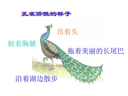 骄傲的孔雀ppt