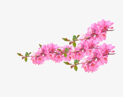粉红色桃花盛开装饰图案