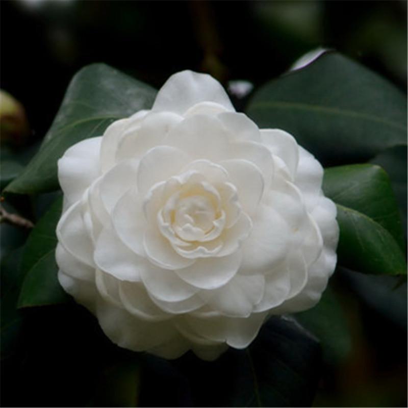 盆栽东方亮白色茶花纯白水晶白花朵花朵四季好养花卉