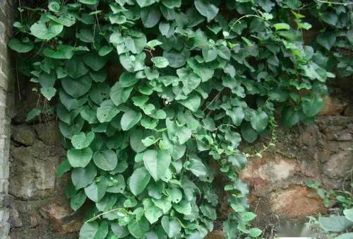 斗门的野生藤三七满地都是就在路边不知道它的价值