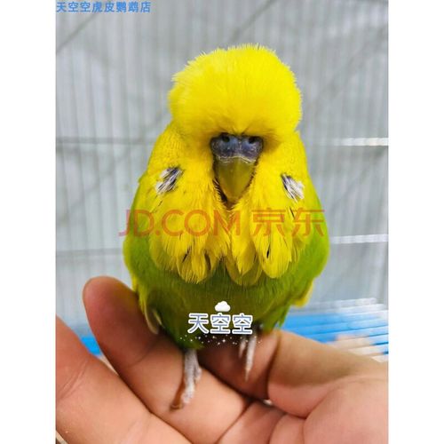 天弗活体欧血虎皮大头大体型蘑菇头鹦鹉可繁殖可教说话雏鸟上手观赏鸟