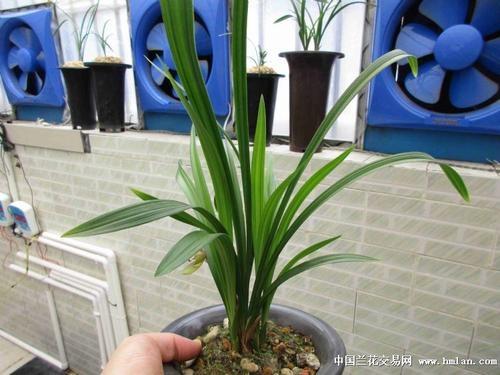 下山春剑选草赌花技巧 (第1页)