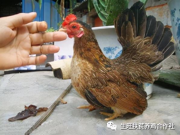 矮脚鸡的介绍|羽毛|公鸡|母鸡|虹彩|翠绿色_网易订阅