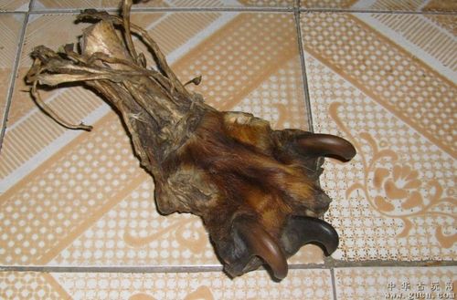 [藏品编号:2148221] 虎爪 摊主档案 z9527