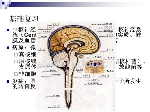 大学精品课件:化脓性脑膜炎.ppt