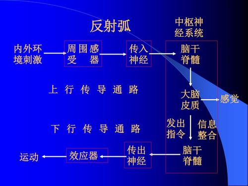 神经系统-传导通路.ppt