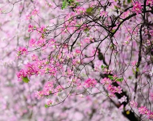 紫荆宫粉紫荆树树苗广东樱花紫荆花花苗公园庭院观叶