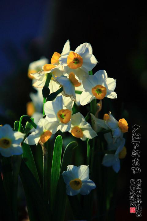 夕阳下的水仙 br /> 已是水仙展的尾声,很多花开始凋零.
