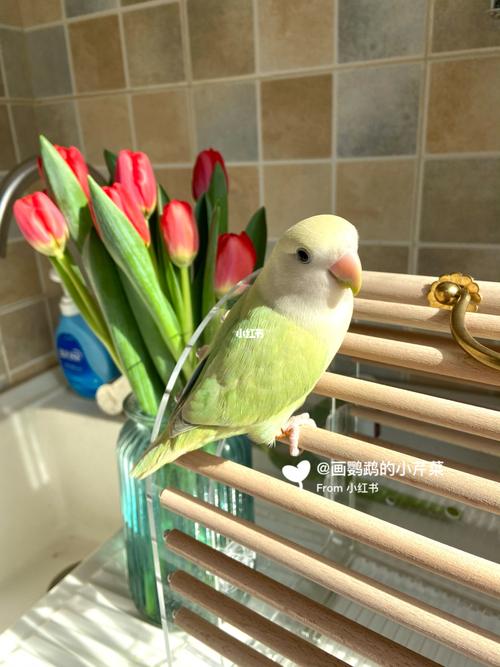 牡丹鹦鹉|苹果绿澳闪和松石闪_牡丹_松石_牡丹鹦鹉_宠物_宠物其他