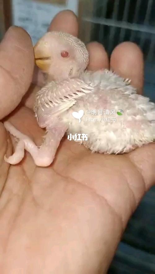 手养牡丹鹦鹉#白华乐雏鸟_牡丹_手养牡丹鹦鹉_宠物