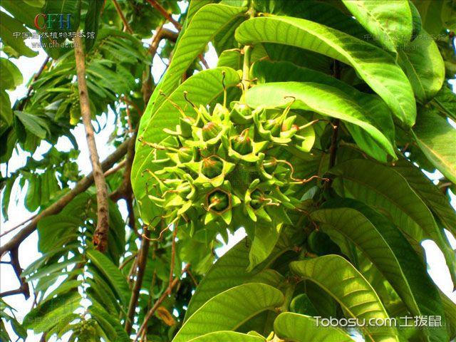 八宝树有毒吗,八宝树开花吗,八宝树图片-土拨鼠装修经验