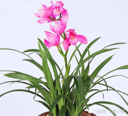 五种世上最香兰花,叶姿优美,花开艳丽,养一盆奇香满屋