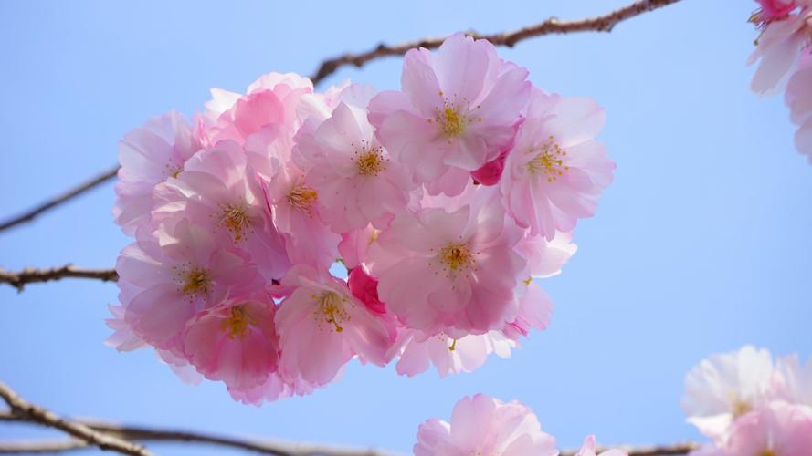 > 樱花图片壁纸(6/16)