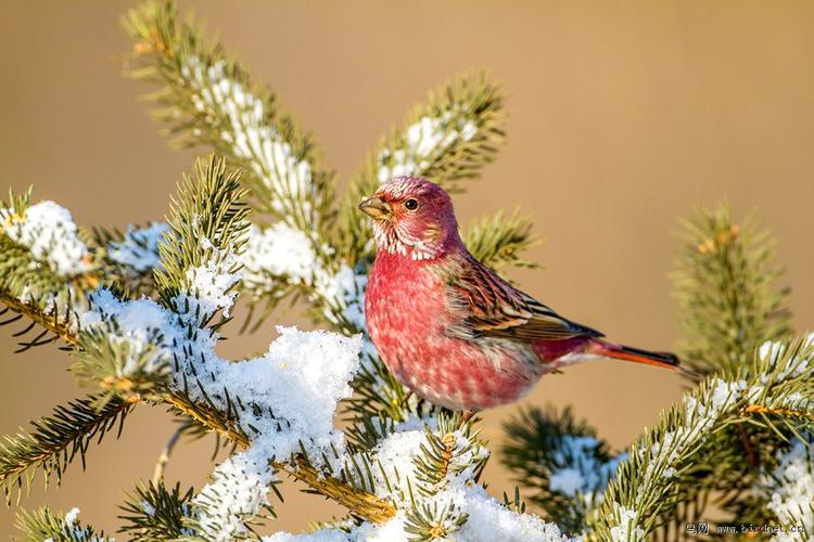 松青雪洁靠山红