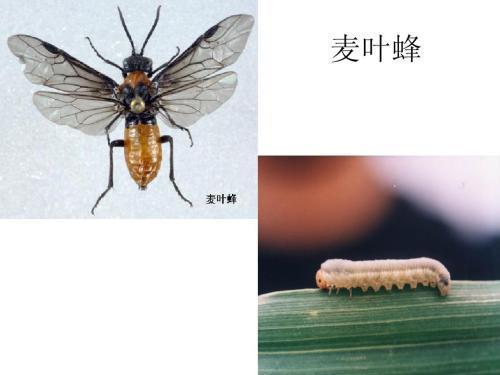 病虫害科普丨麦叶蜂的危害与防治