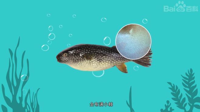 原来瓣叉鼻鲀长这样