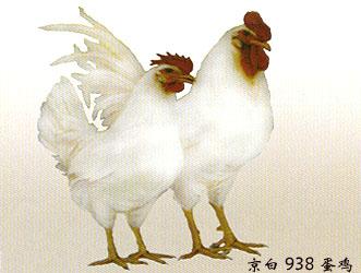 京白938蛋鸡