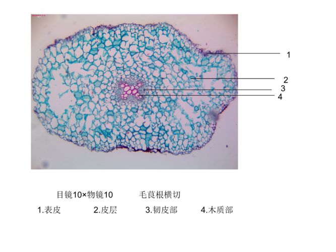 1;            目镜10×物镜4   麦冬根横切片