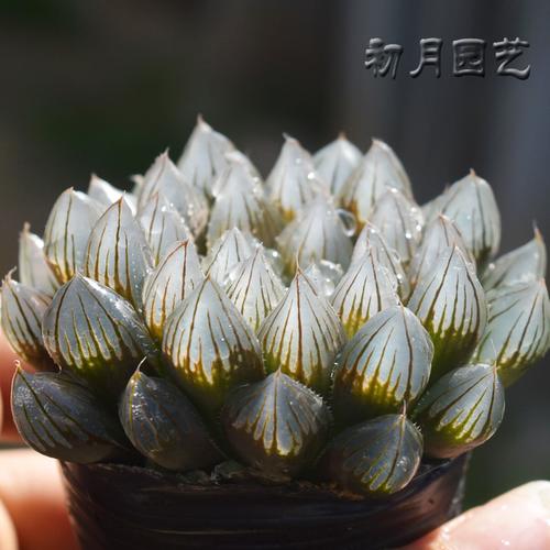 多肉植物玉露锦