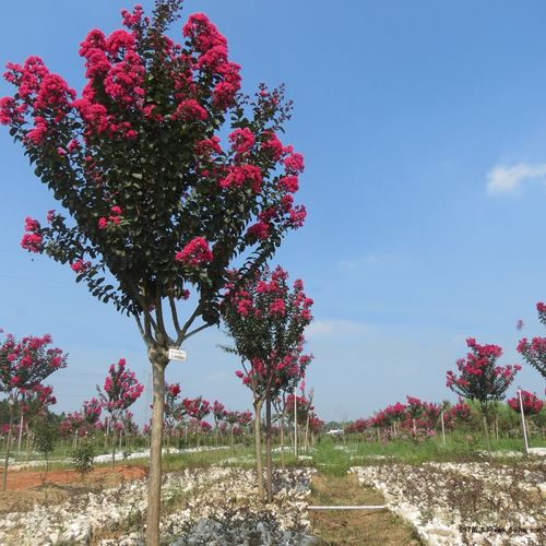 济源紫薇基地的大红,红叶,紫红,紫叶紫薇特点